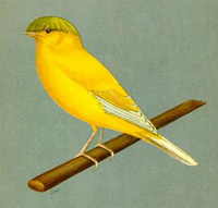 Crested Gloster Canary